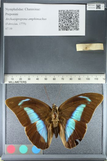 Media type: image;   Entomology 161272